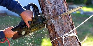 Rantoul, IL Tree Services Company