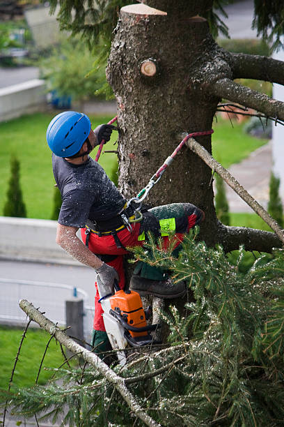 How Our Tree Care Process Works  in  Rantoul, IL